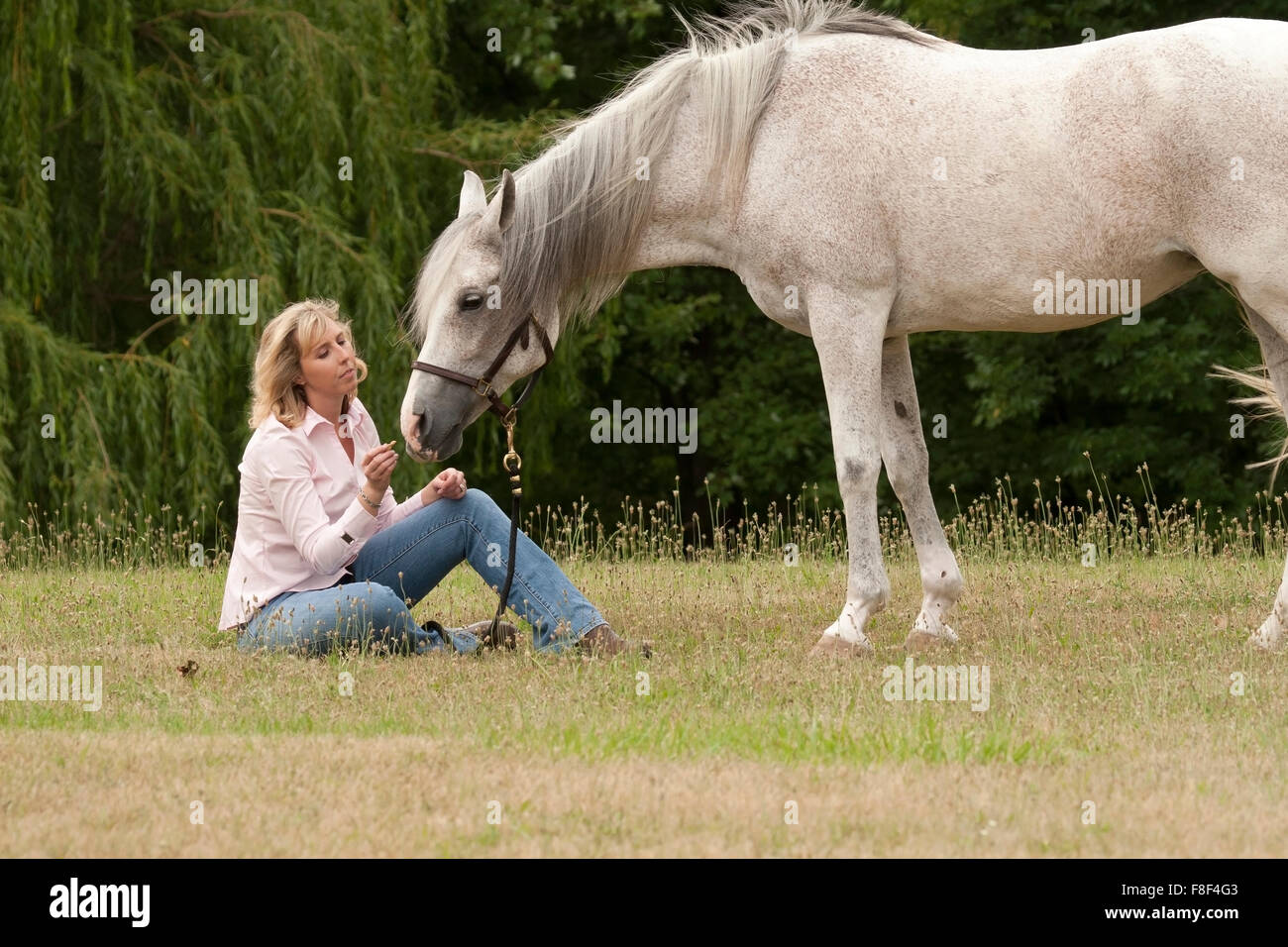 La donna si siede sul terreno per dare il trattamento di White Horse Foto Stock
