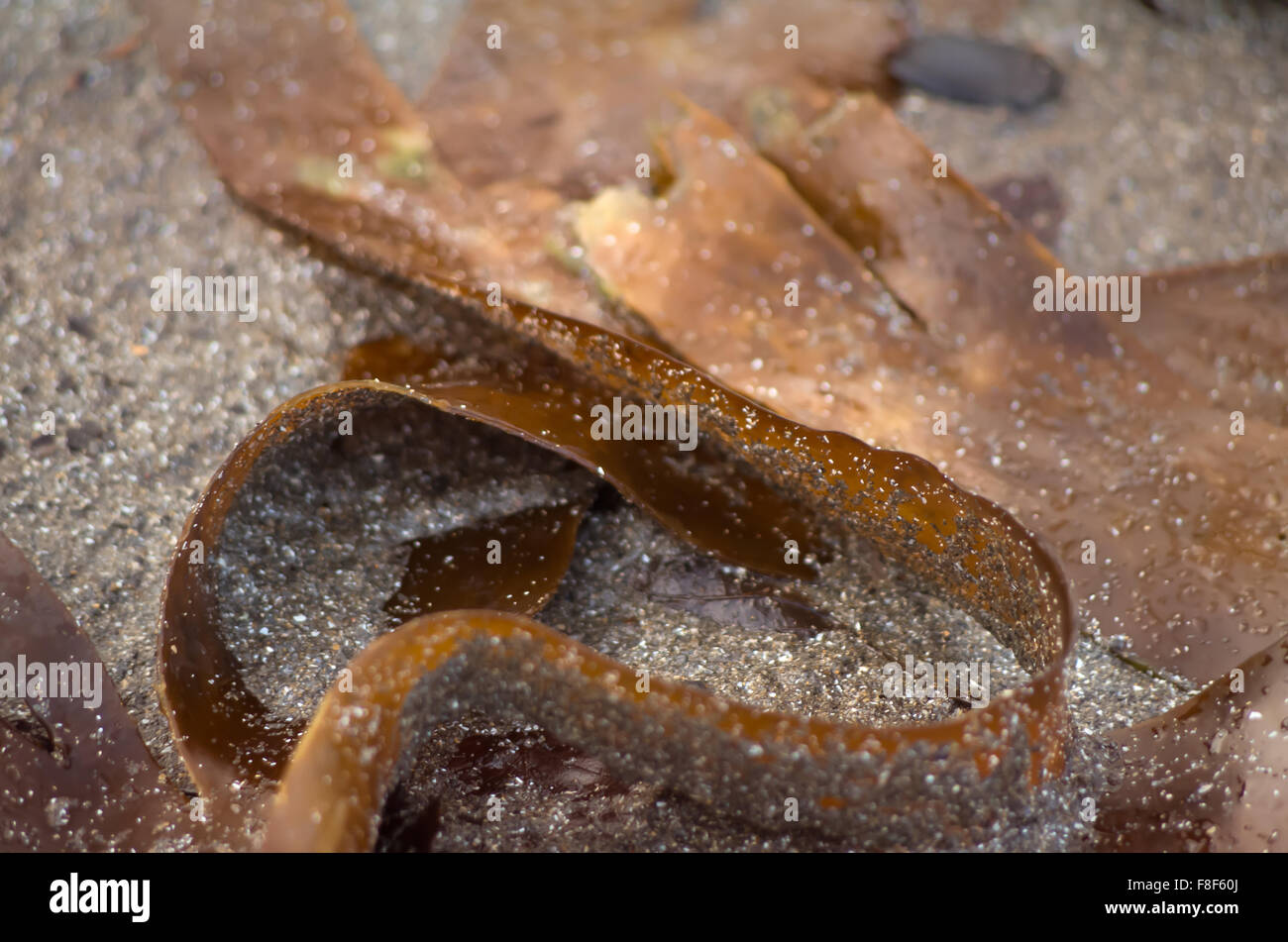 Kelp sulla spiaggia sabbiosa, Close-up. Foto Stock