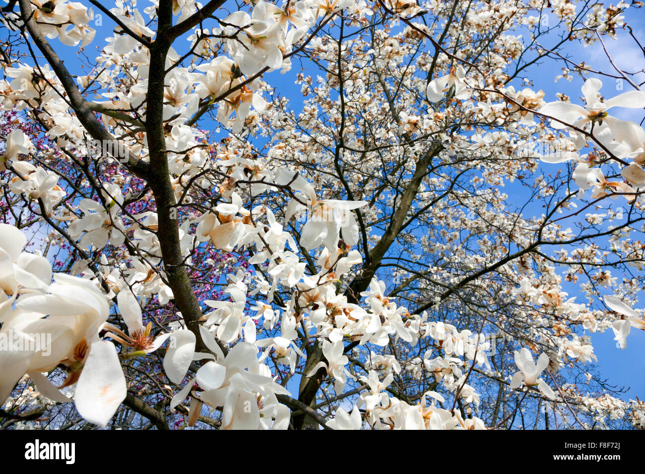 Blooming albero di magnolia Foto Stock