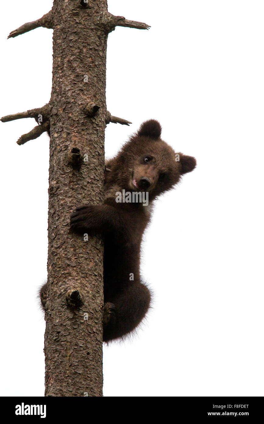 L'orso bruno (Ursus arctos) cub arrampicata alberi di pino e guardando verso il basso contro uno sfondo bianco Foto Stock