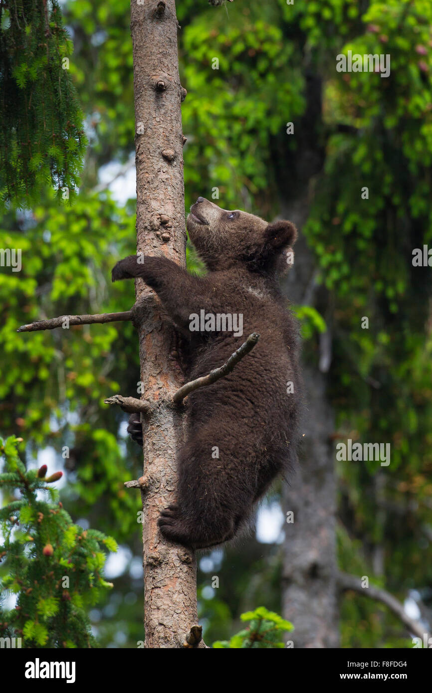 L'orso bruno (Ursus arctos) cub climbing pino nella foresta di conifere Foto Stock