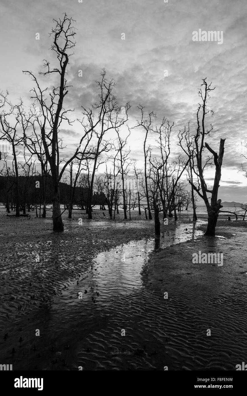 Foresta di morti e fangoso spiaggia al crepuscolo Foto Stock