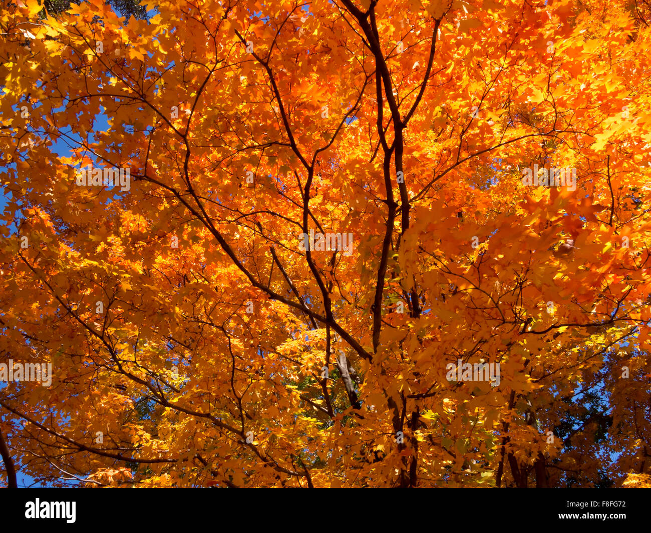 Durante il fogliame di autunno Foto Stock