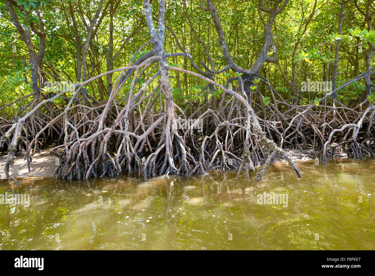7 Semi Di Mangrovia Rossa Per Acquario - Piante Naturali Per Pesci, 7-11 Pollici - Foto 9