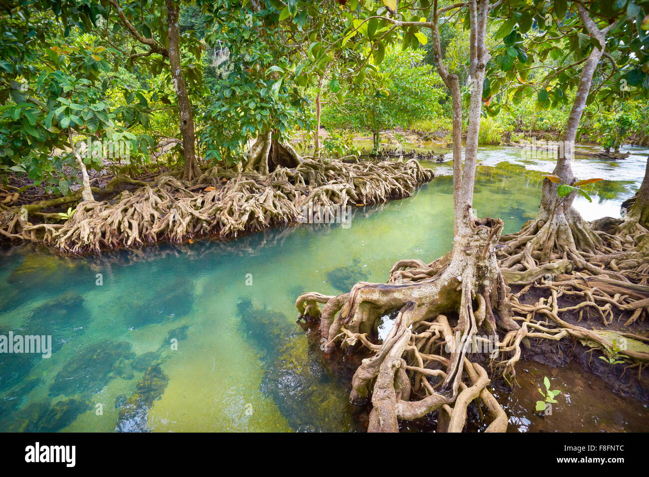 Thailandia - La foresta di mangrovie in Tha Pom Khlong Song Nam Parco Nazionale Foto Stock