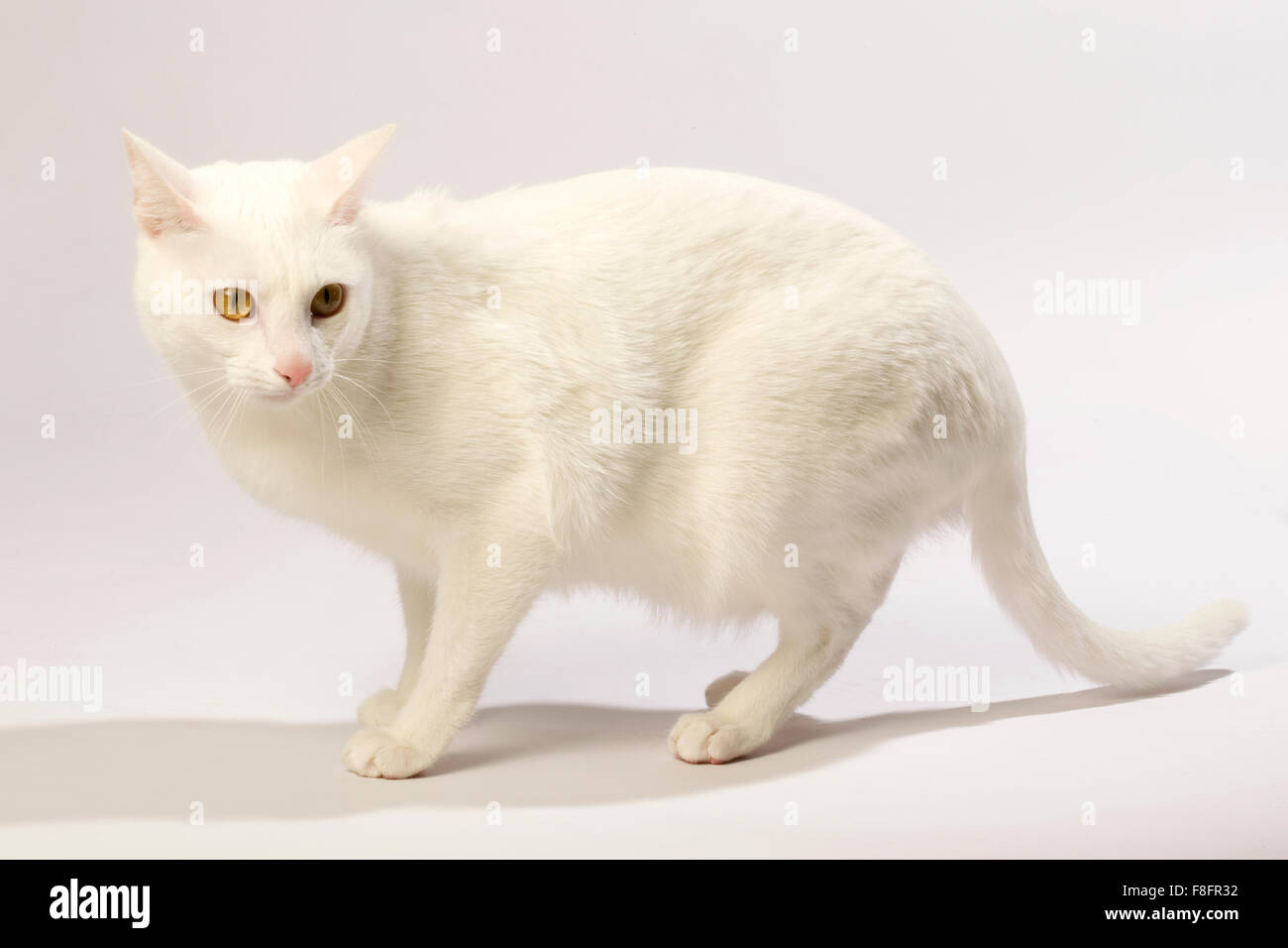 Gatto Bianco con gli occhi gialli e sfondo bianco. Foto Stock