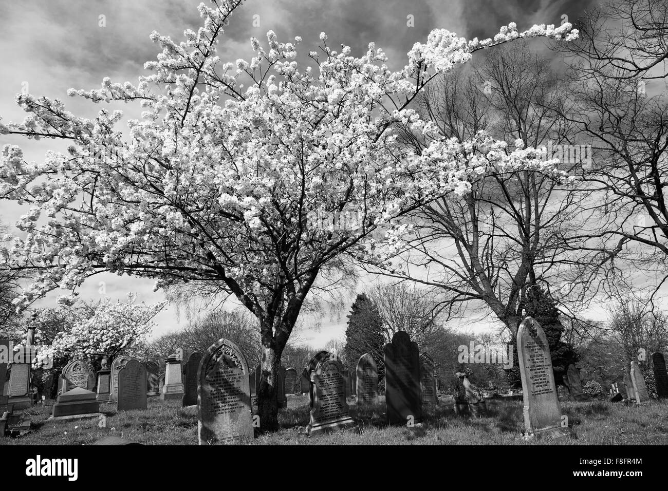 Fiore di Ciliegio albero nella chiesa del cimitero, Nottingham, Inghilterra, Regno Unito. Foto Stock