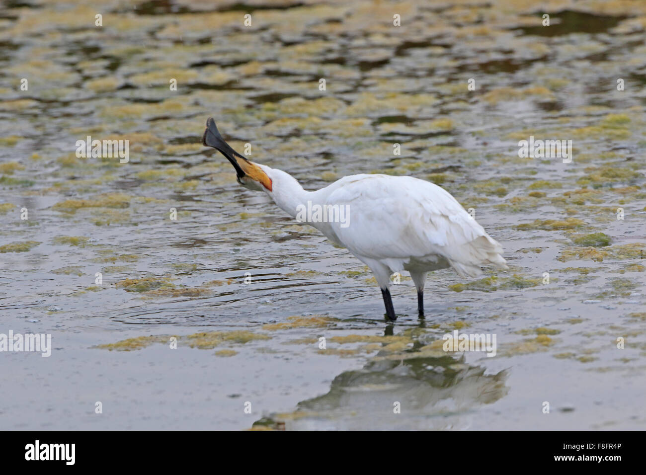 Adulto Eurasian spatola in alimentazione invernale in salina in Portogallo Foto Stock