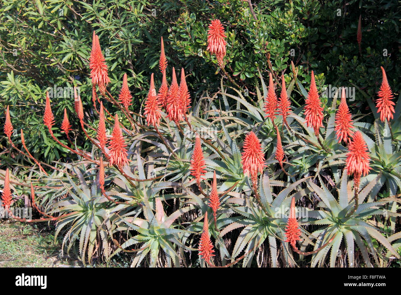 Krantz Aloe o candelabri aloe (Aloe arborescens), Vilamoura, Quarteira, Algarve, Portogallo, Europa Foto Stock