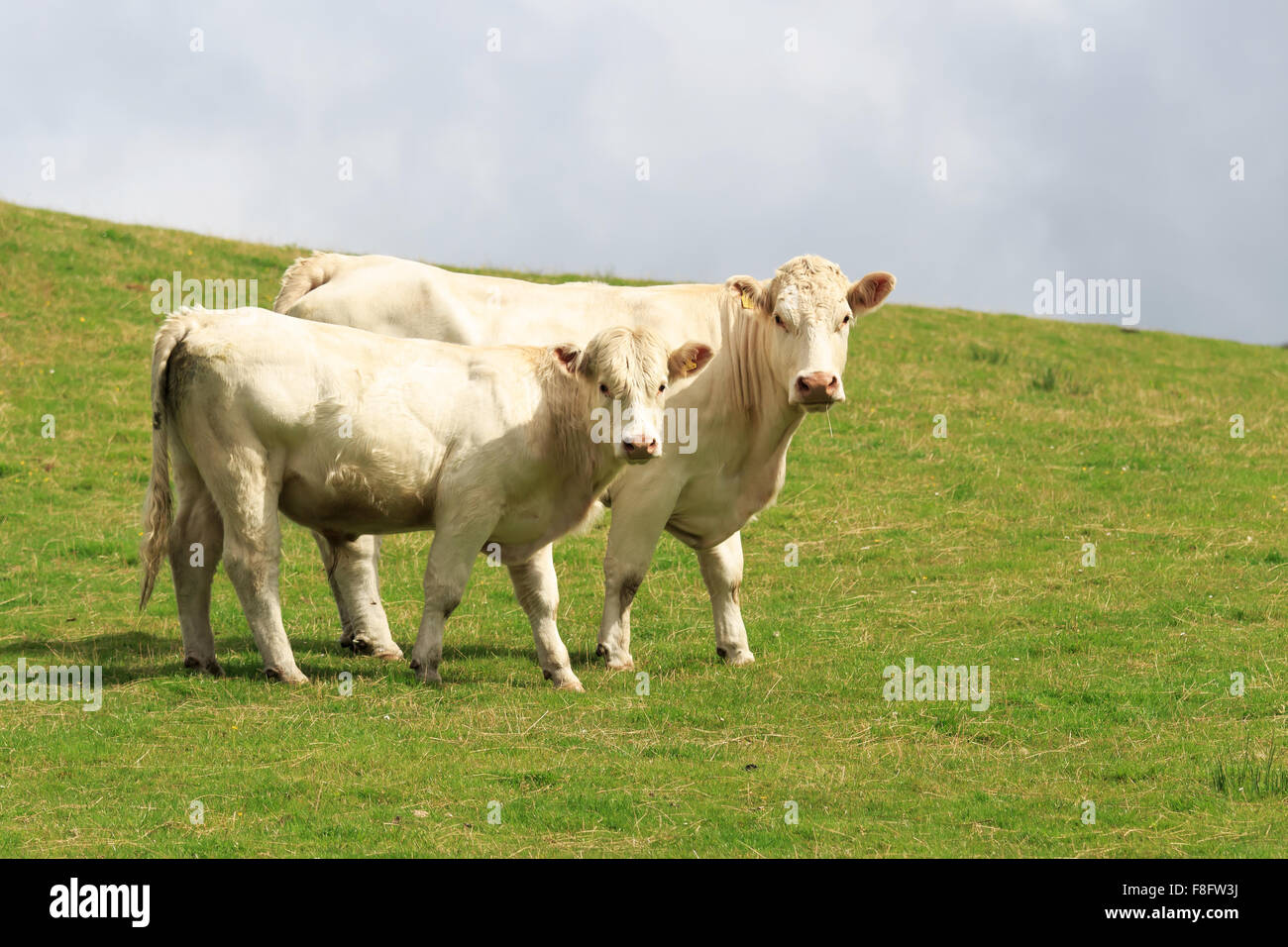 Bianco-allevati Shorthorn vacca e bianco giovane di razza Shorthorn Bull in piedi su una collina scozzese lato Foto Stock