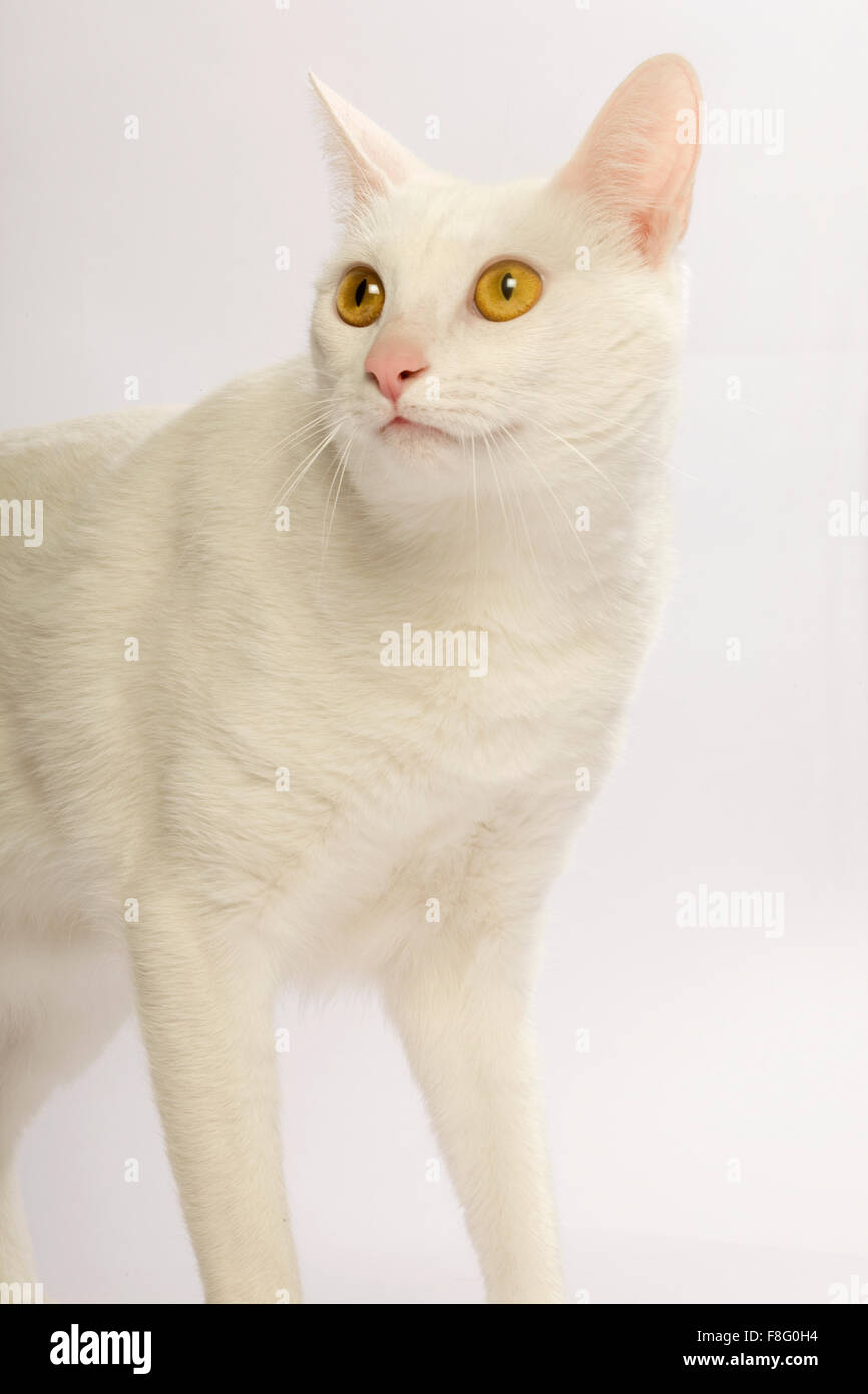 Gatto Bianco con gli occhi gialli e sfondo bianco. Foto Stock