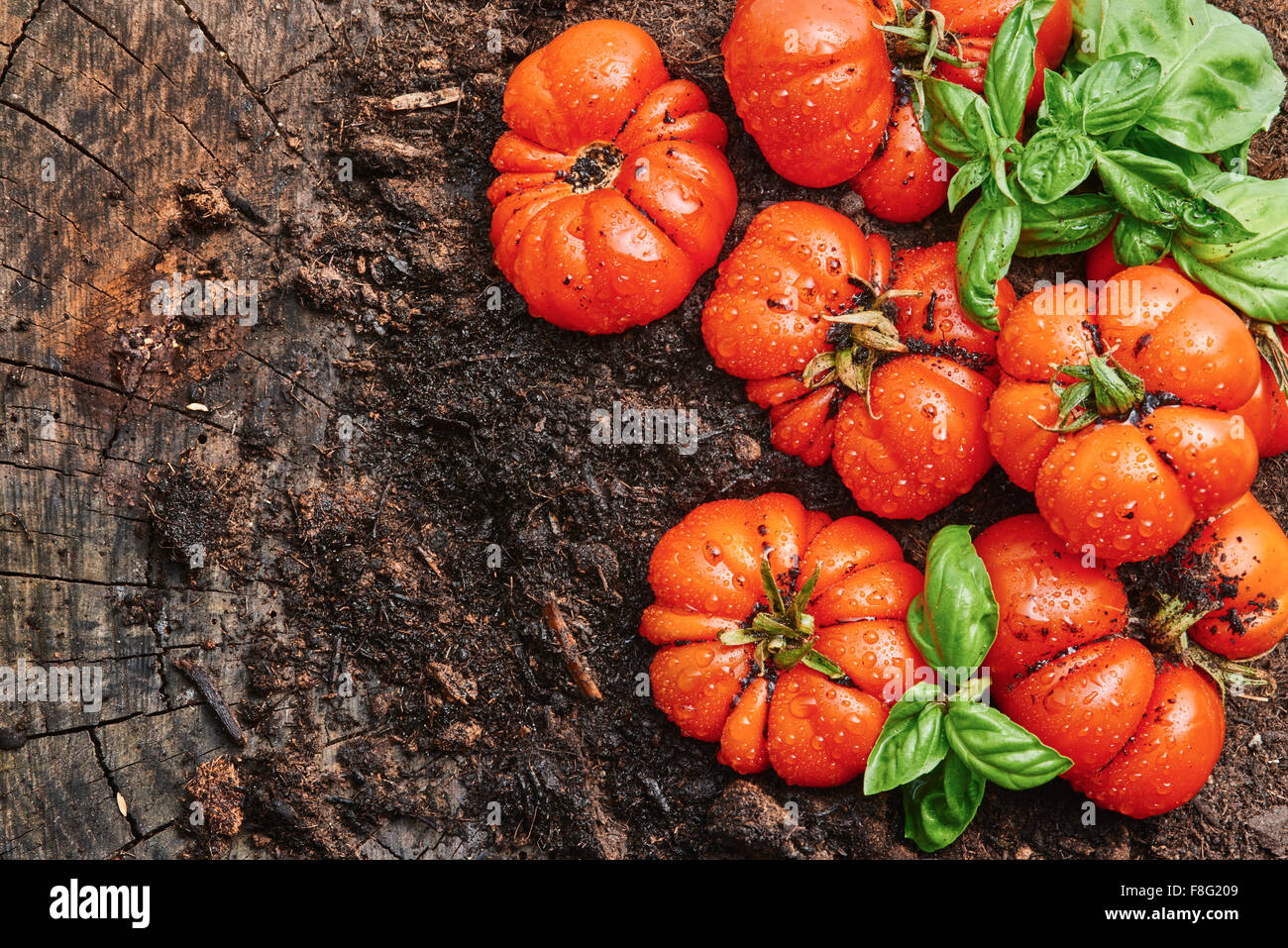 Appena raccolti tipo di pomodoro corleone per la salsa sul vecchio tavolo in legno e terra, lo spazio di testo a sinistra Foto Stock