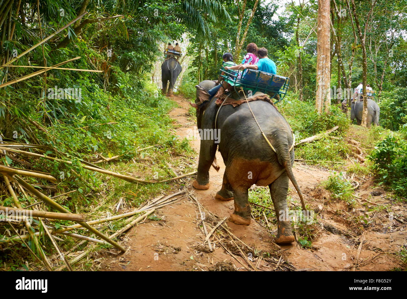 Thailandia - Khao Lak National Park, equitazione elefante nella giungla tropicale Foto Stock