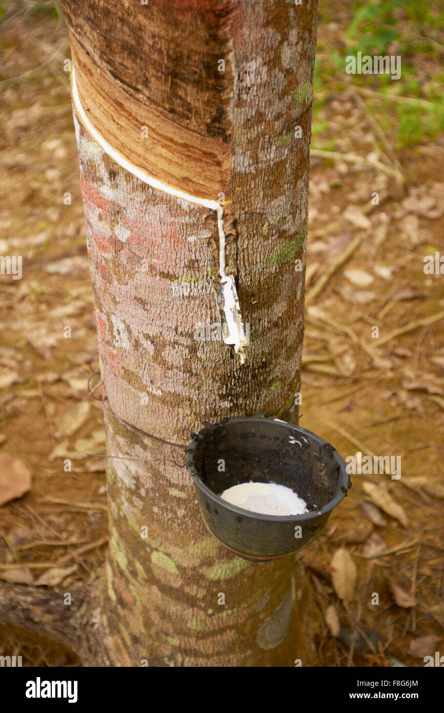 Passaggio del lattice dal taglio in una gomma di corteccia di albero, Thailandia, Asia Foto Stock