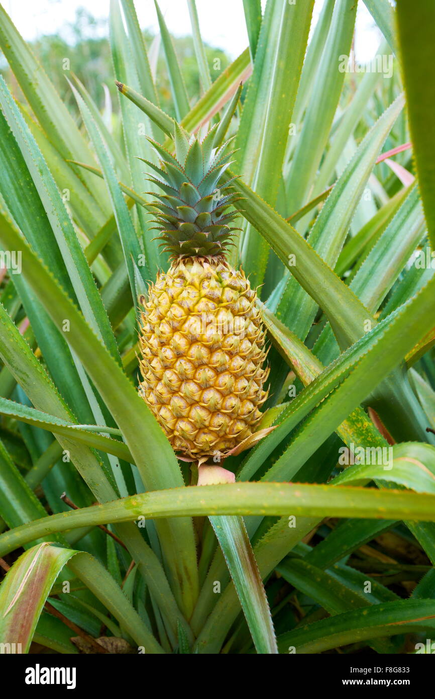 Thailandia - asian ananas frutta presso la piantagione Foto Stock