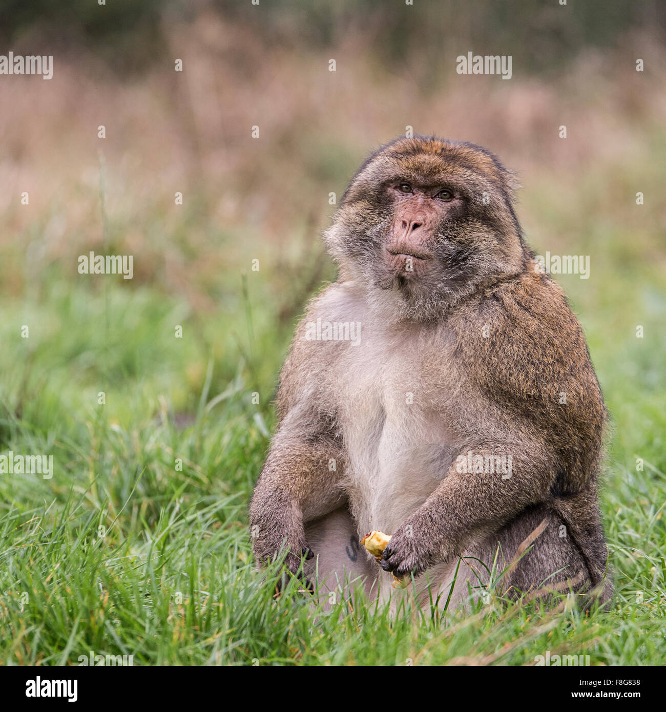 Barbary Macaque Macaca sylvanus Foto Stock