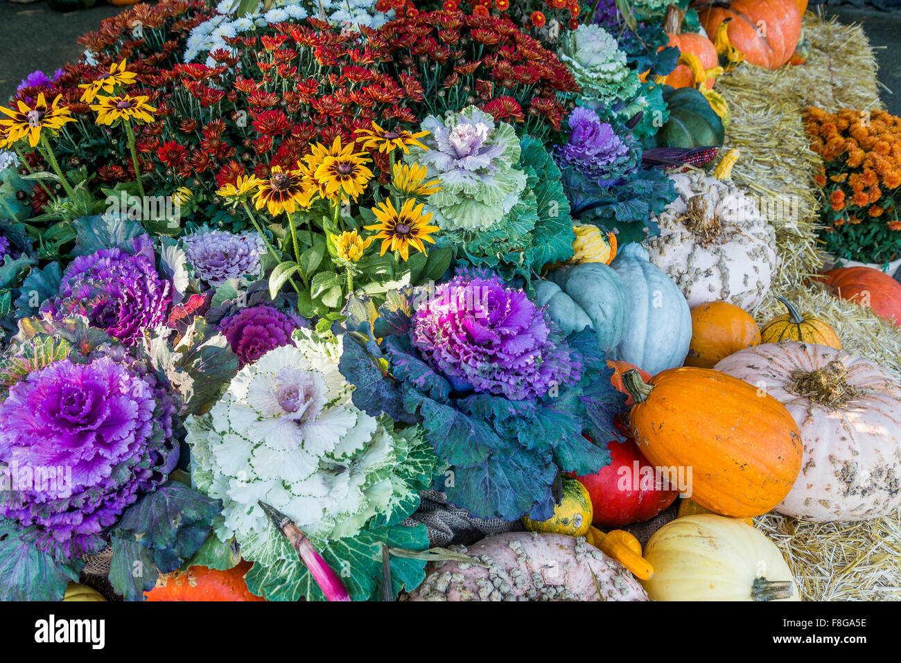 Display di caduta del colore del Ringraziamento cavoli di autunno Foto Stock