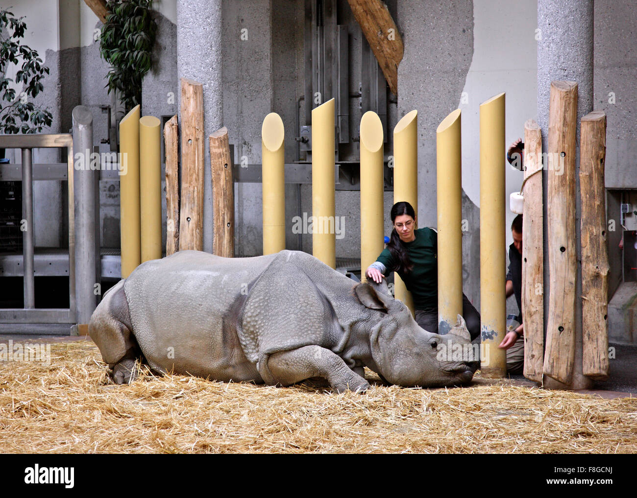 Rhino nel giardino zoologico (Tiergarden) del Palazzo di Schonbrunn, Vienna, Austria. Foto Stock