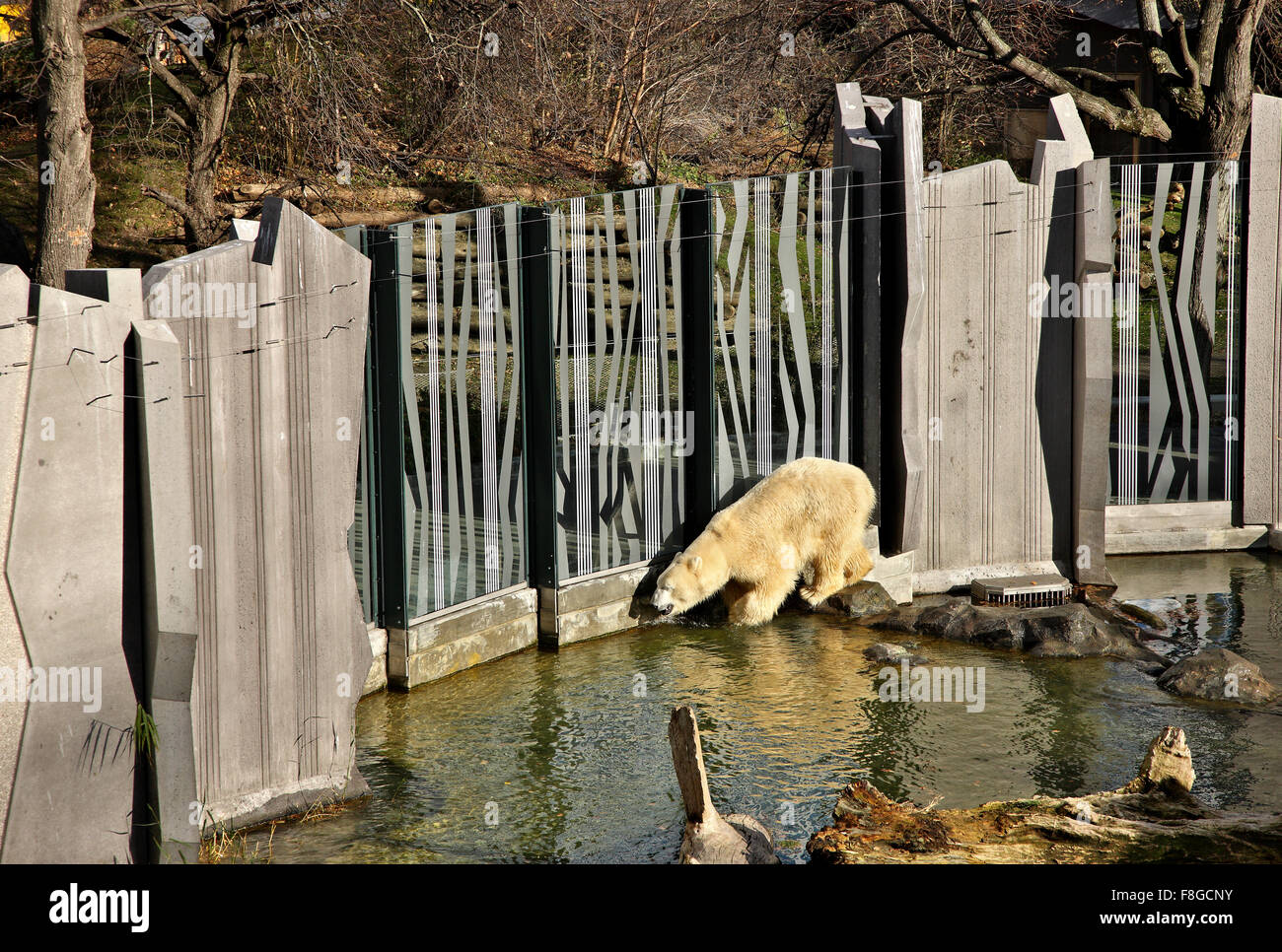 Orso polare allo Zoo (Tiergarden) del Palazzo di Schonbrunn, Vienna, Austria. Foto Stock
