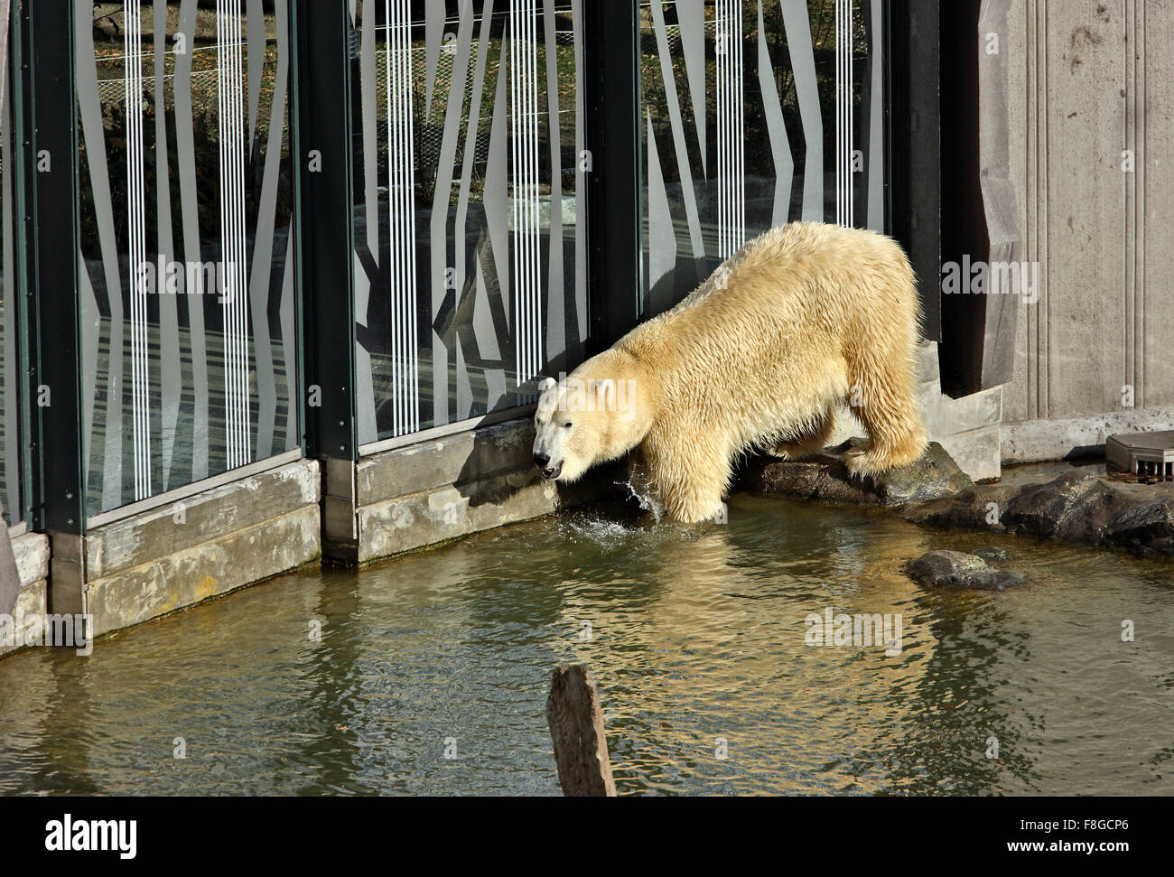 Orso polare allo Zoo (Tiergarden) del Palazzo di Schonbrunn, Vienna, Austria. Foto Stock