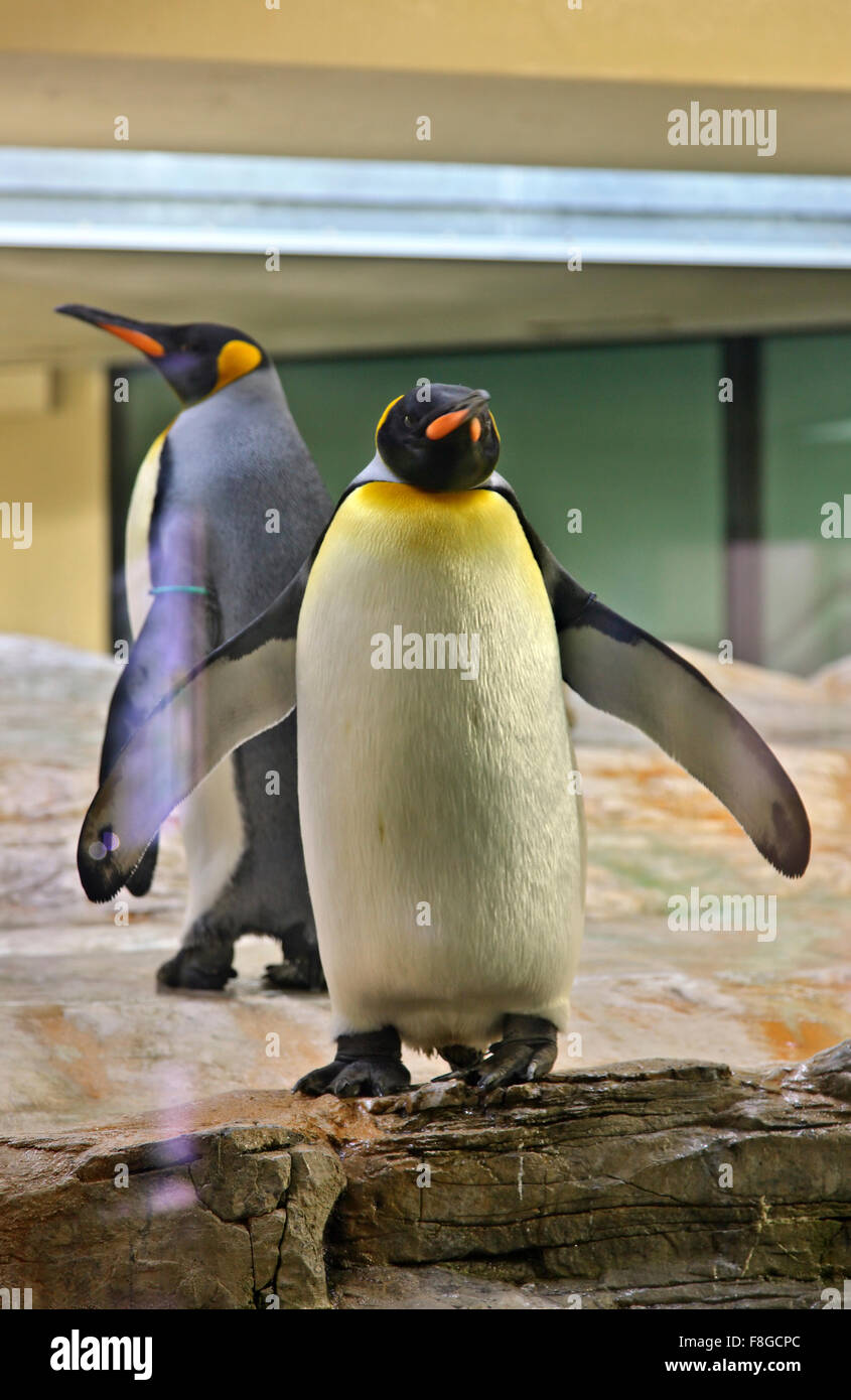 I pinguini in Zoo (Tiergarden) del Palazzo di Schonbrunn, Vienna, Austria. Foto Stock