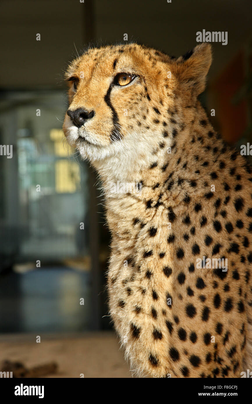 In Leopard lo Zoo (Tiergarden) del Palazzo di Schonbrunn, Vienna, Austria. Foto Stock