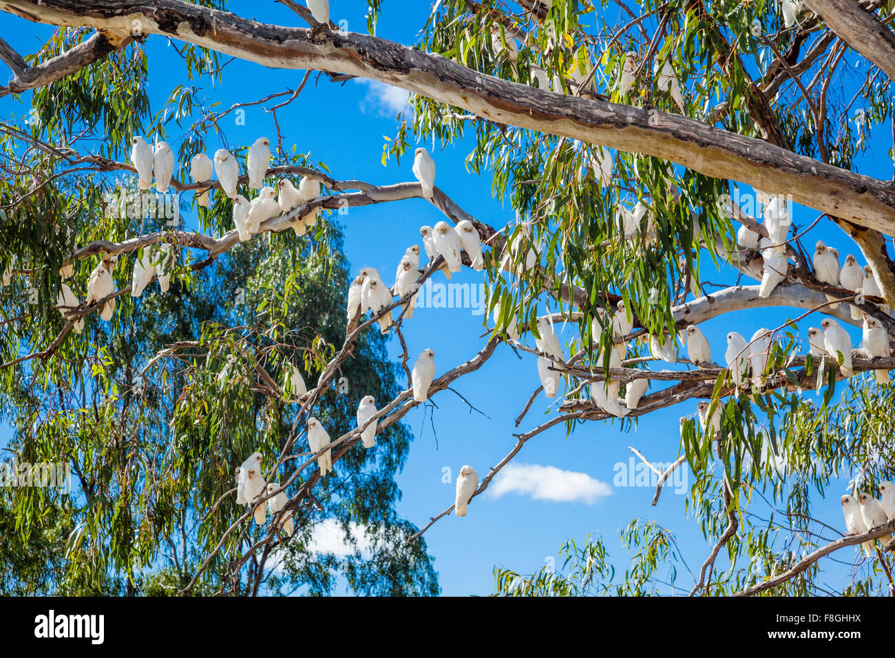 Grande gregge di corellas su un albero di gomma al Darling River, Bourke, a nord-ovest del Nuovo Galles del Sud, Australia Foto Stock