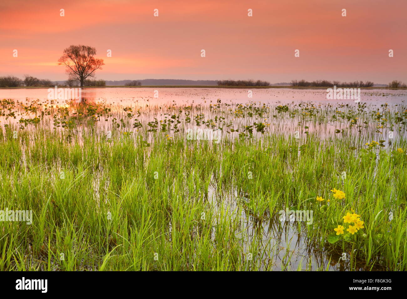 Sunrise paesaggio, Biebrza National Park, Polonia Foto Stock