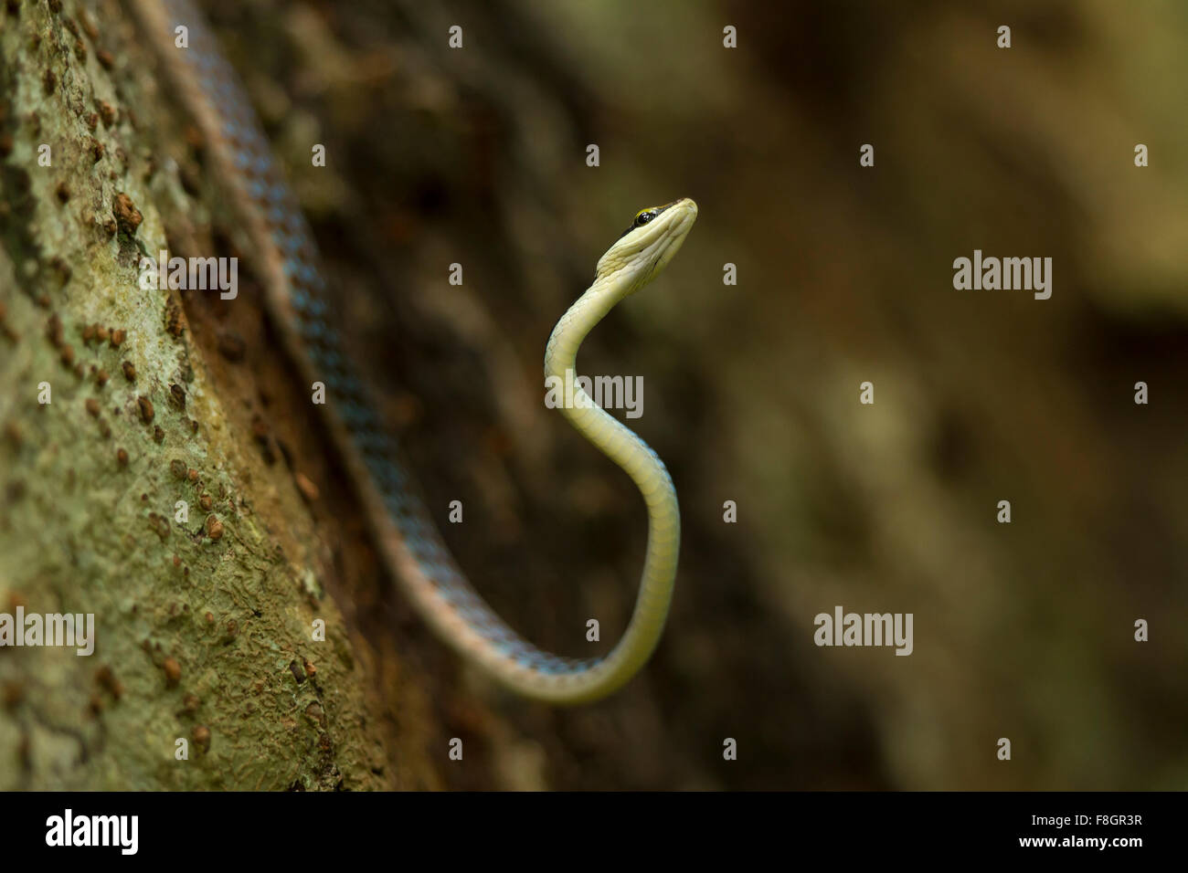 Dendrelaphis tristis è una lunga e sottile serpente con una testa appuntita  ed un bronzo linea colorata in esecuzione sulla schiena Foto stock - Alamy