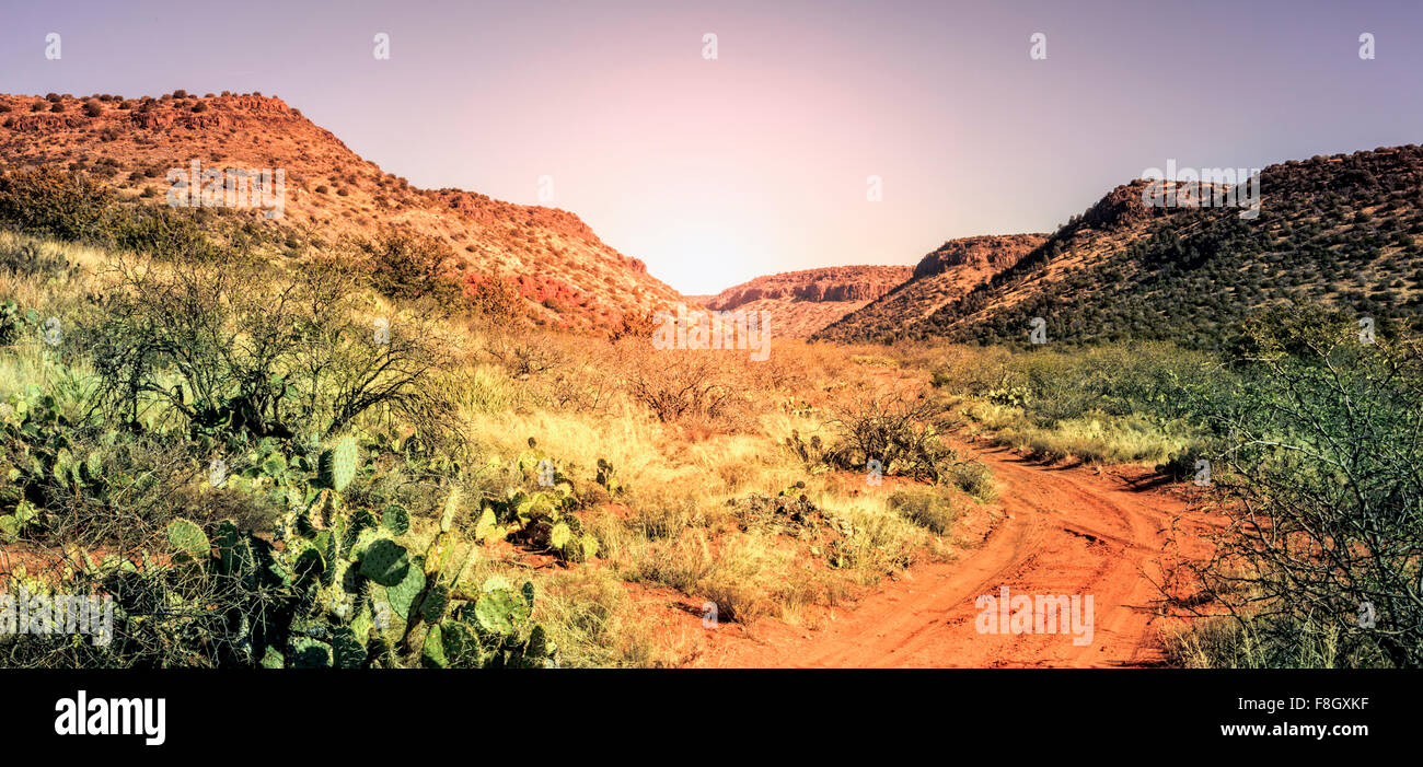 Strada sterrata nel deserto vicino a pioppi neri americani, Arizona al tramonto Foto Stock