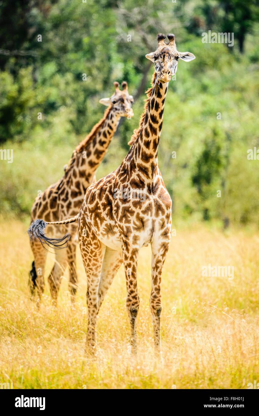 Le giraffe a piedi nella savana Foto Stock