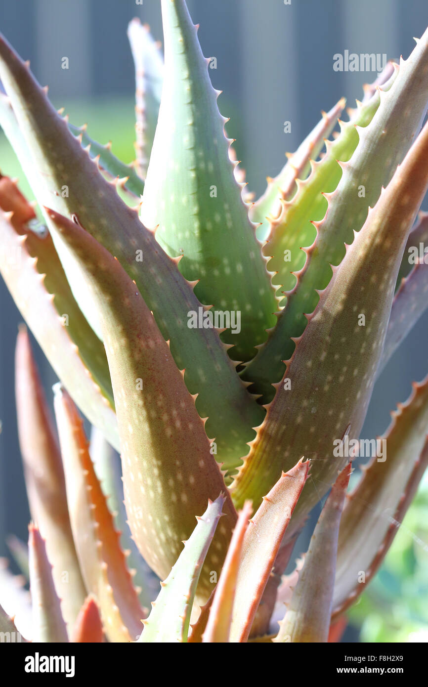 Piante dell'aloe Foto Stock