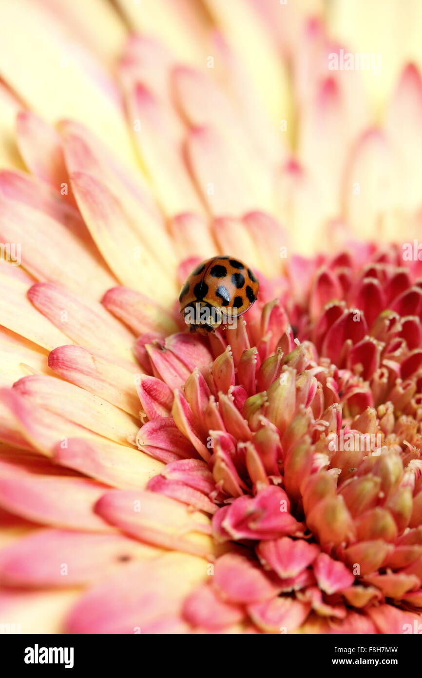 Orange Ladybird Beetle o una gerbera jamesonii - esplosione di colori Foto Stock