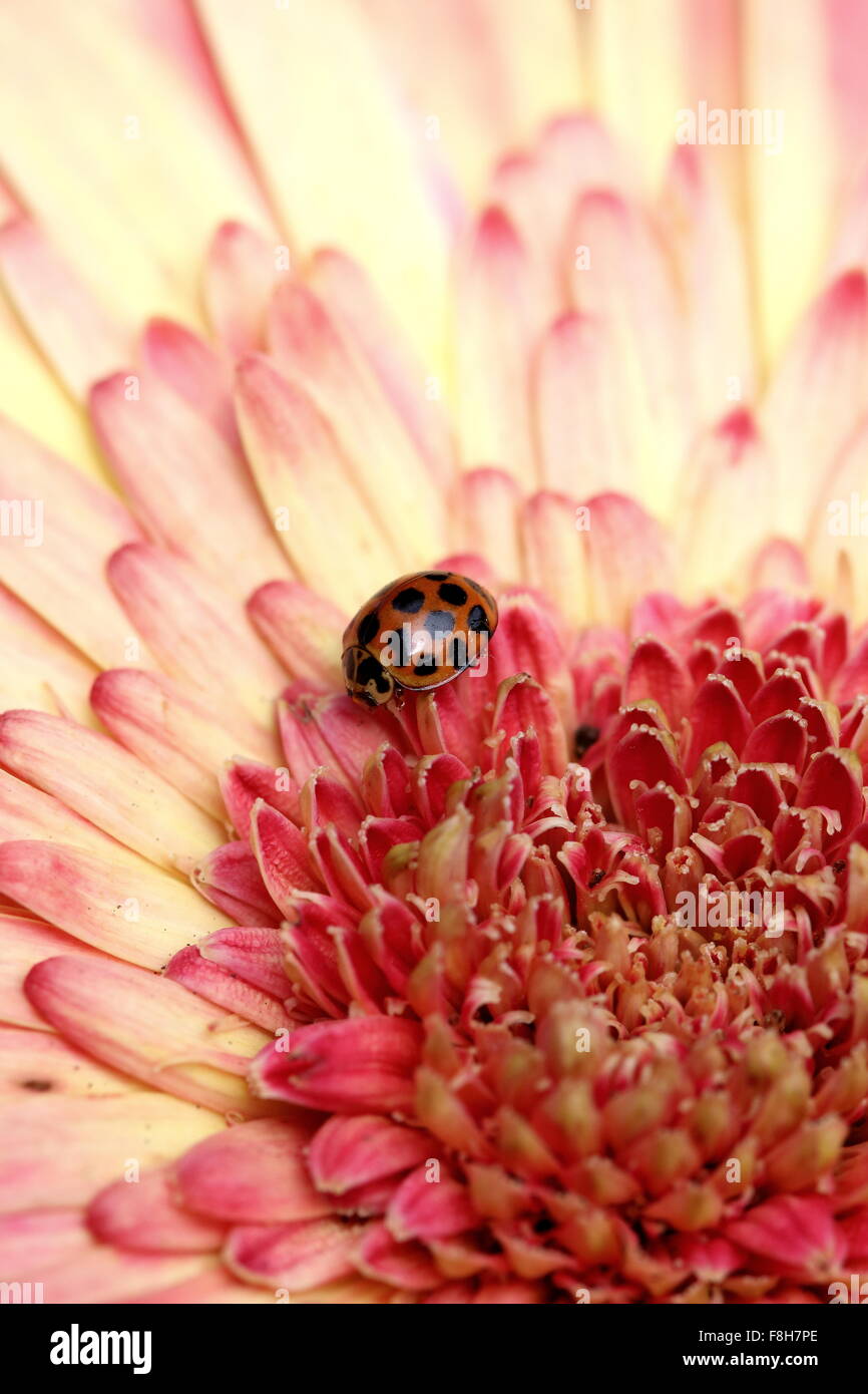 Orange Ladybird Beetle o una gerbera jamesonii - esplosione di colori Foto Stock