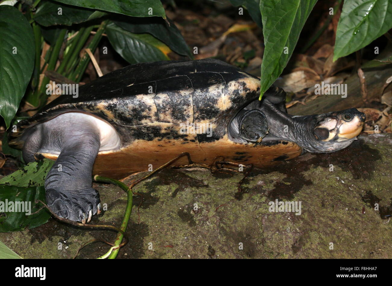 Sud Americana giallo macchiato il fiume del Amazon tartaruga (Podocnemis unifilis) Foto Stock