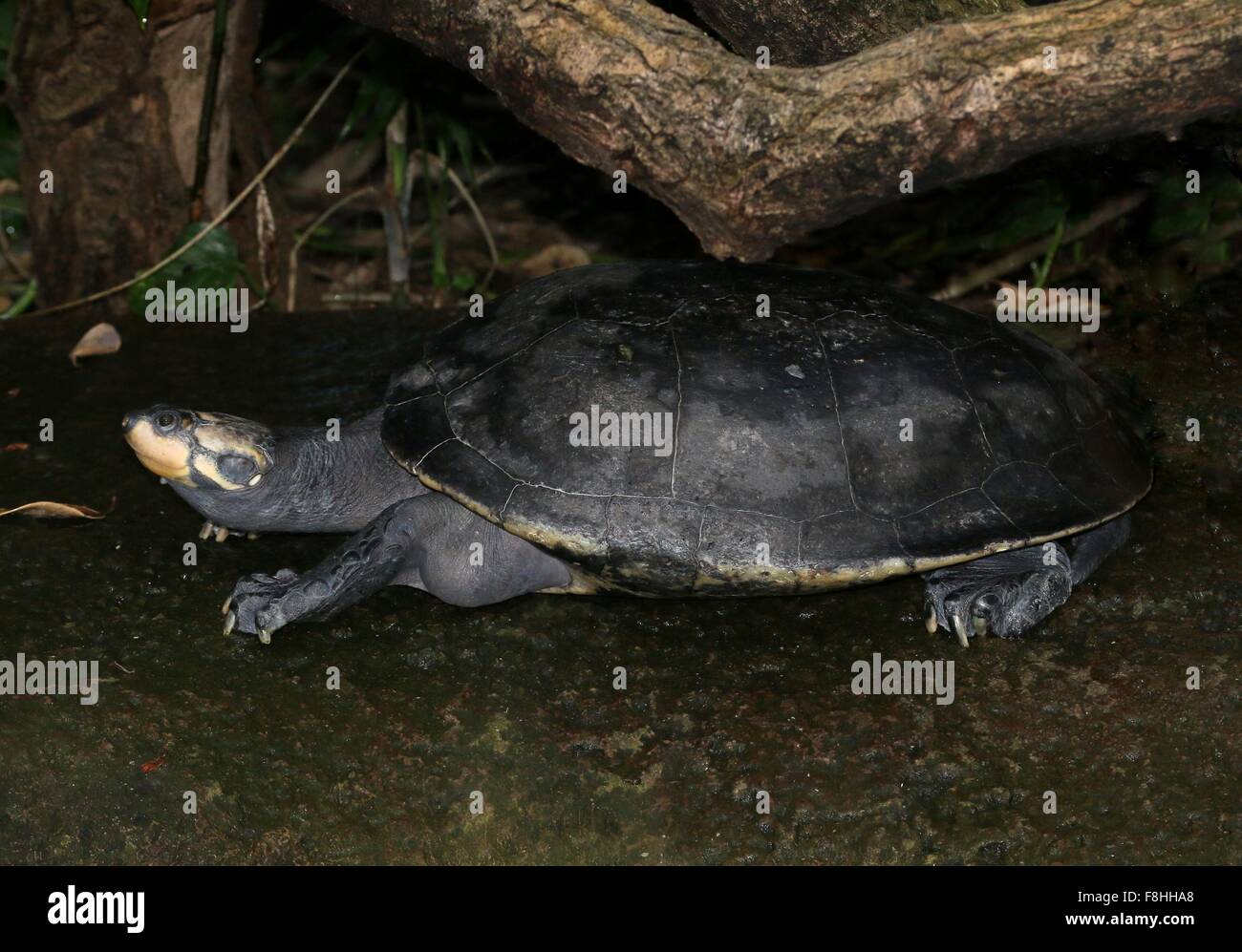 Sud Americana giallo macchiato il fiume del Amazon tartaruga (Podocnemis unifilis) Foto Stock