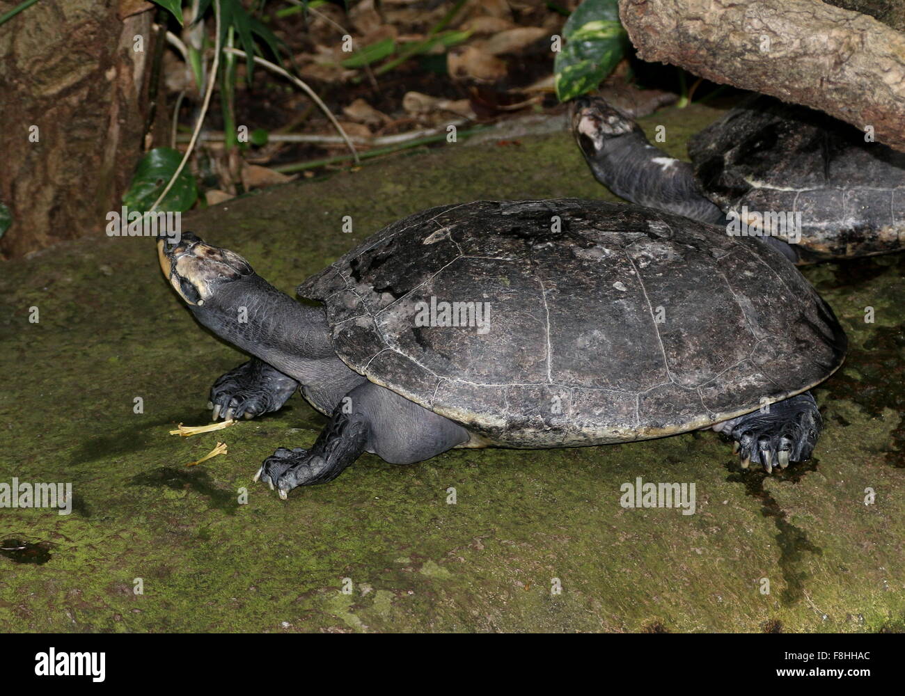 Coppia di South American giallo macchiato il fiume del Amazon tartarughe (Podocnemis unifilis) Foto Stock