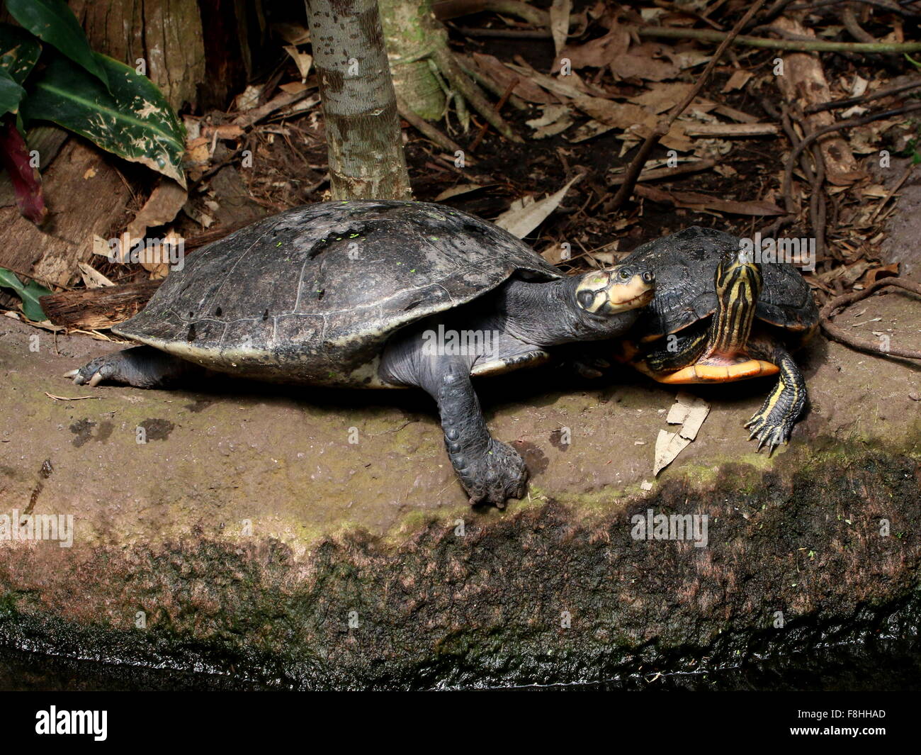 Giallo macchiato il fiume del Amazon tartaruga (Podocnemis unifilis) insieme con un cursore di Cumberland (Trachemys scripta troosti) Foto Stock