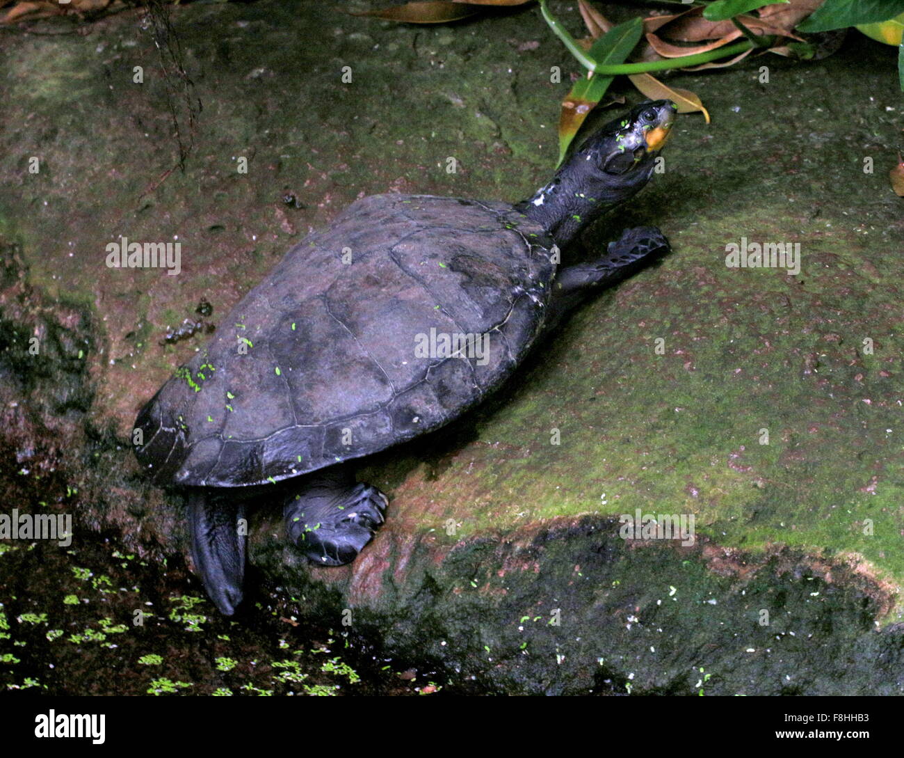 Sud Americana giallo macchiato il fiume del Amazon tartaruga (Podocnemis unifilis) sulla riva Foto Stock