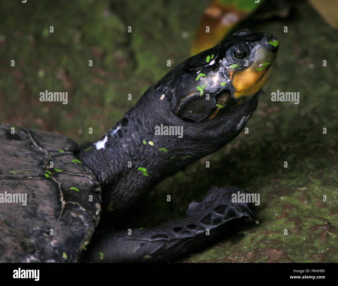 Sud Americana giallo macchiato il fiume del Amazon tartaruga (Podocnemis unifilis), primo piano della testa, coperte di Crescione acquatico Foto Stock