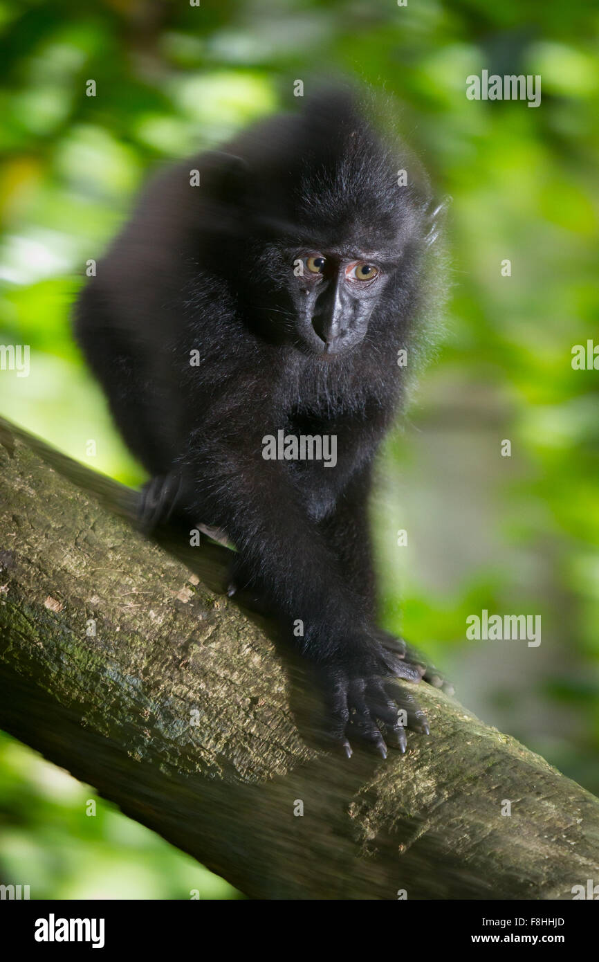 Ritratto di un macaco soldato (Macaca nigra) giovanile durante l'attività di foraggio nella Riserva Naturale di Tangkoko, Nord Sulawesi, Indonesia. Foto Stock
