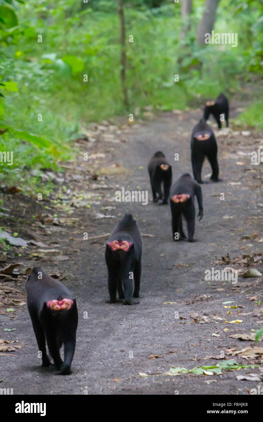 Una truppa di macaco solawesi con cresta nera (Macaca nigra) che cammina in linea su una strada sterrata durante l'attività di foraggio nella foresta di Tangkoko, Indonesia. Foto Stock