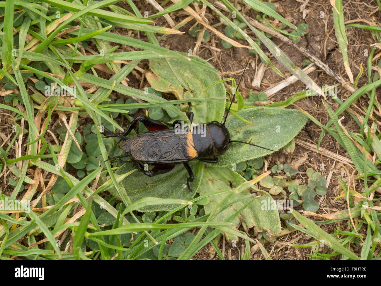 Campo Cricket, Gryllus campestris nelle praterie montane, Italia. Foto Stock