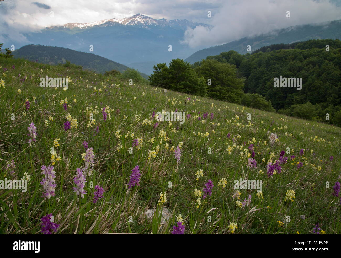 Masse di orchidee sul pendio della montagna, a pochi a fiore orchidee, presto orchidee viola e ibridi, Parco Nazionale dei Monti Sibillini Foto Stock