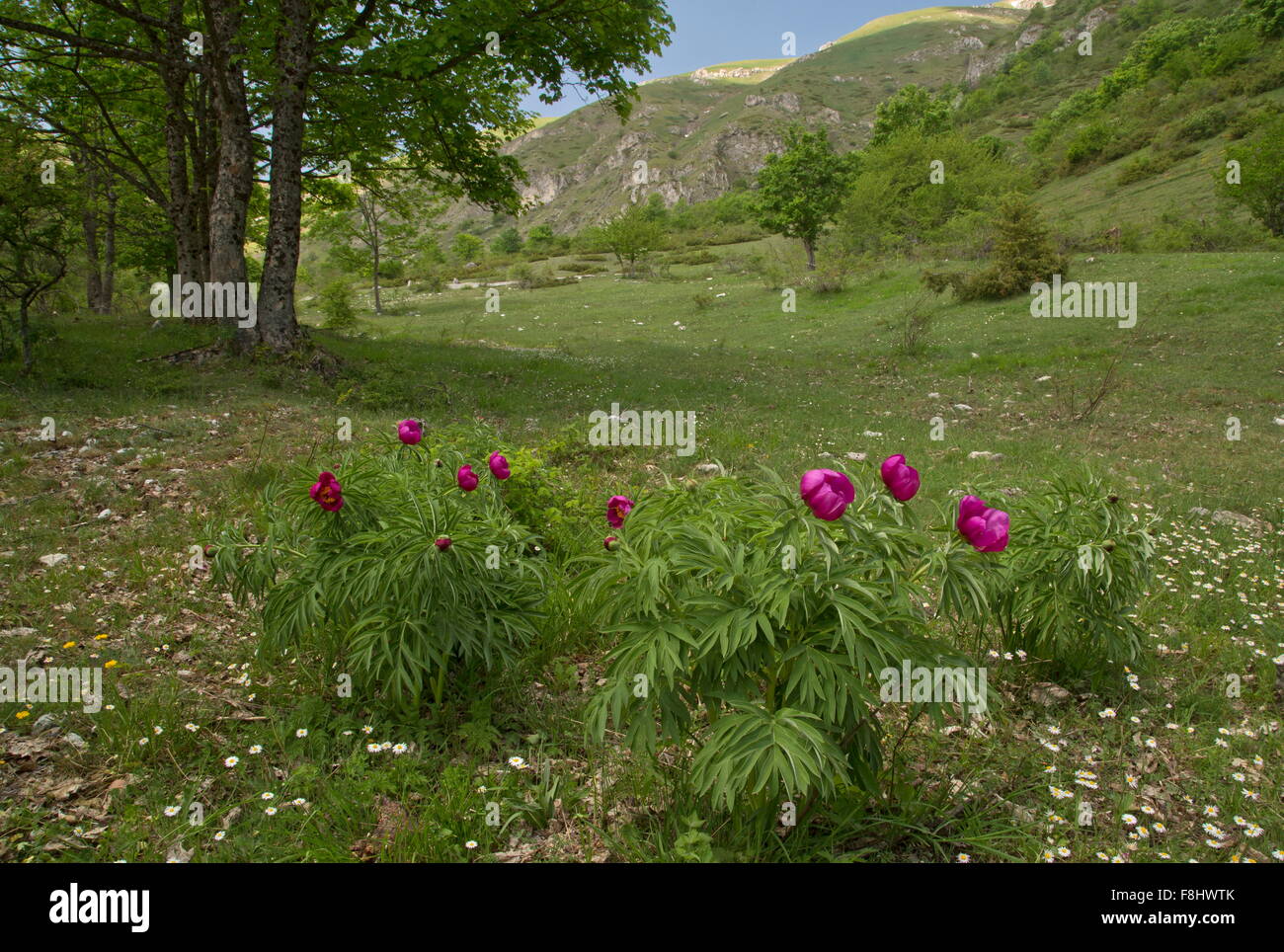 Comune, peonia Paeonia officinalis in fiore nel Parco Nazionale del Gran Sasso, Appennini, Italia. Foto Stock