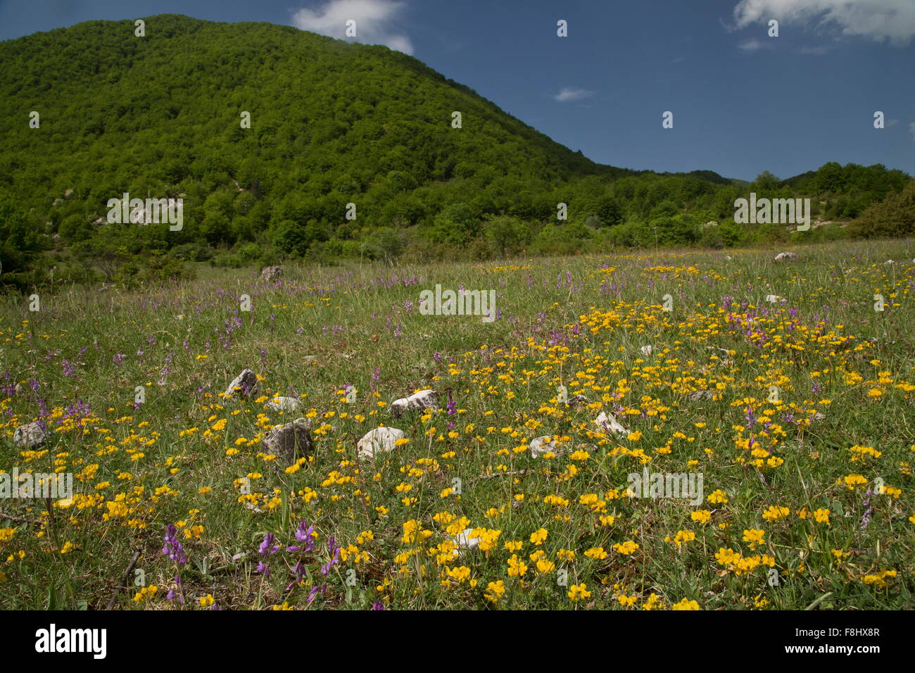 Fiorito di prati e foreste in primavera, nella Val Fondillo, Parco Nazionale d'Abruzzo, Italia. Foto Stock