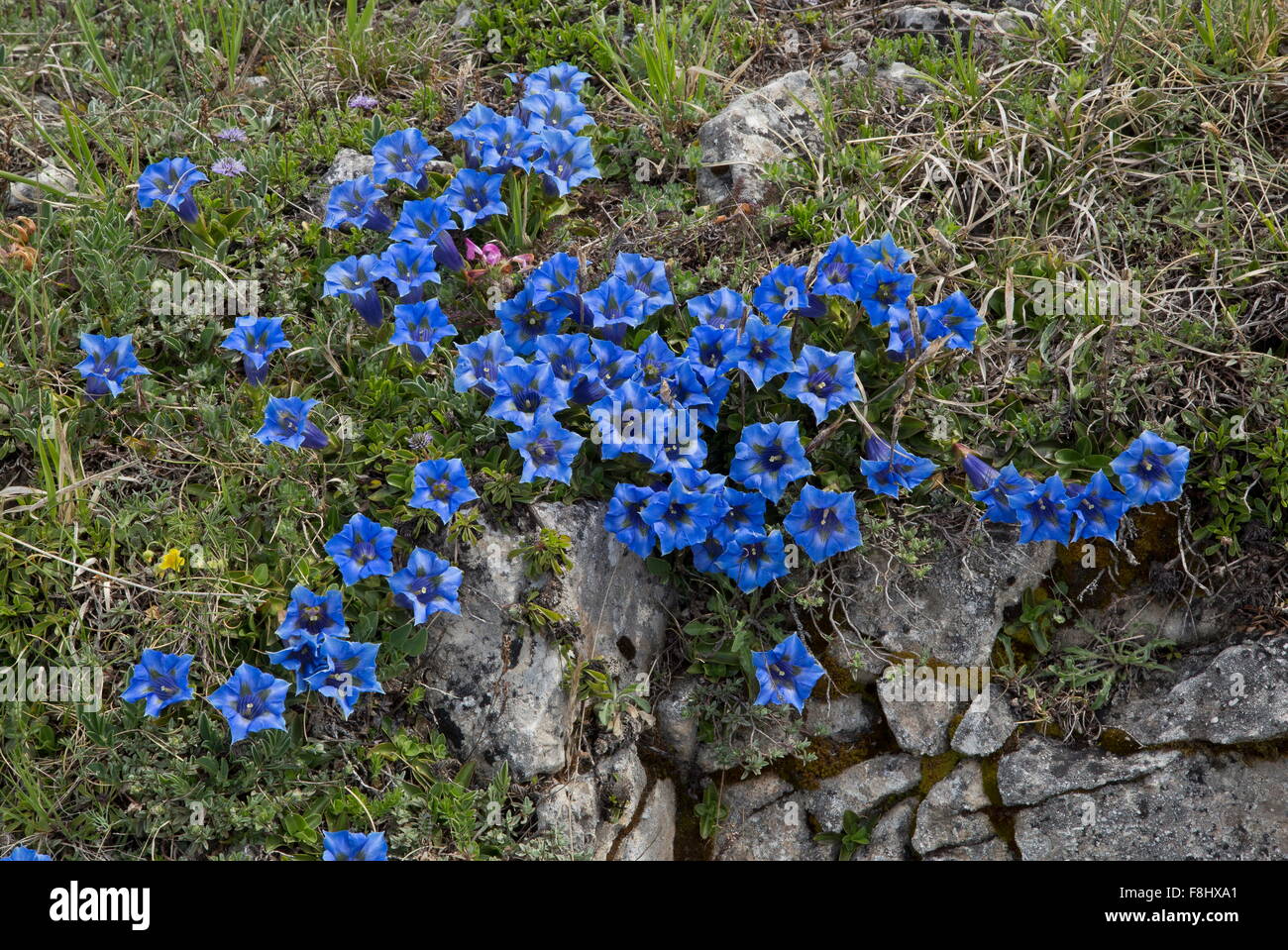 Una tromba genziana, Gentiana ligustica in alte praterie montane in Gran Sasso, Italia. Foto Stock