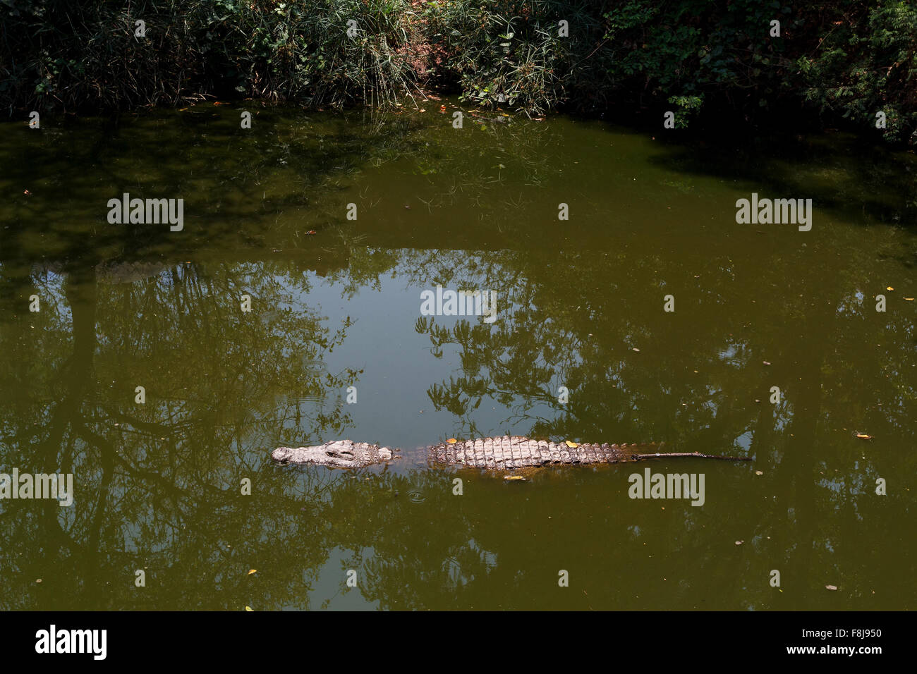 Coccodrillo del Nilo hiden in acqua Crocodylus niloticus, Victoria Falls, Zimbabwe Foto Stock