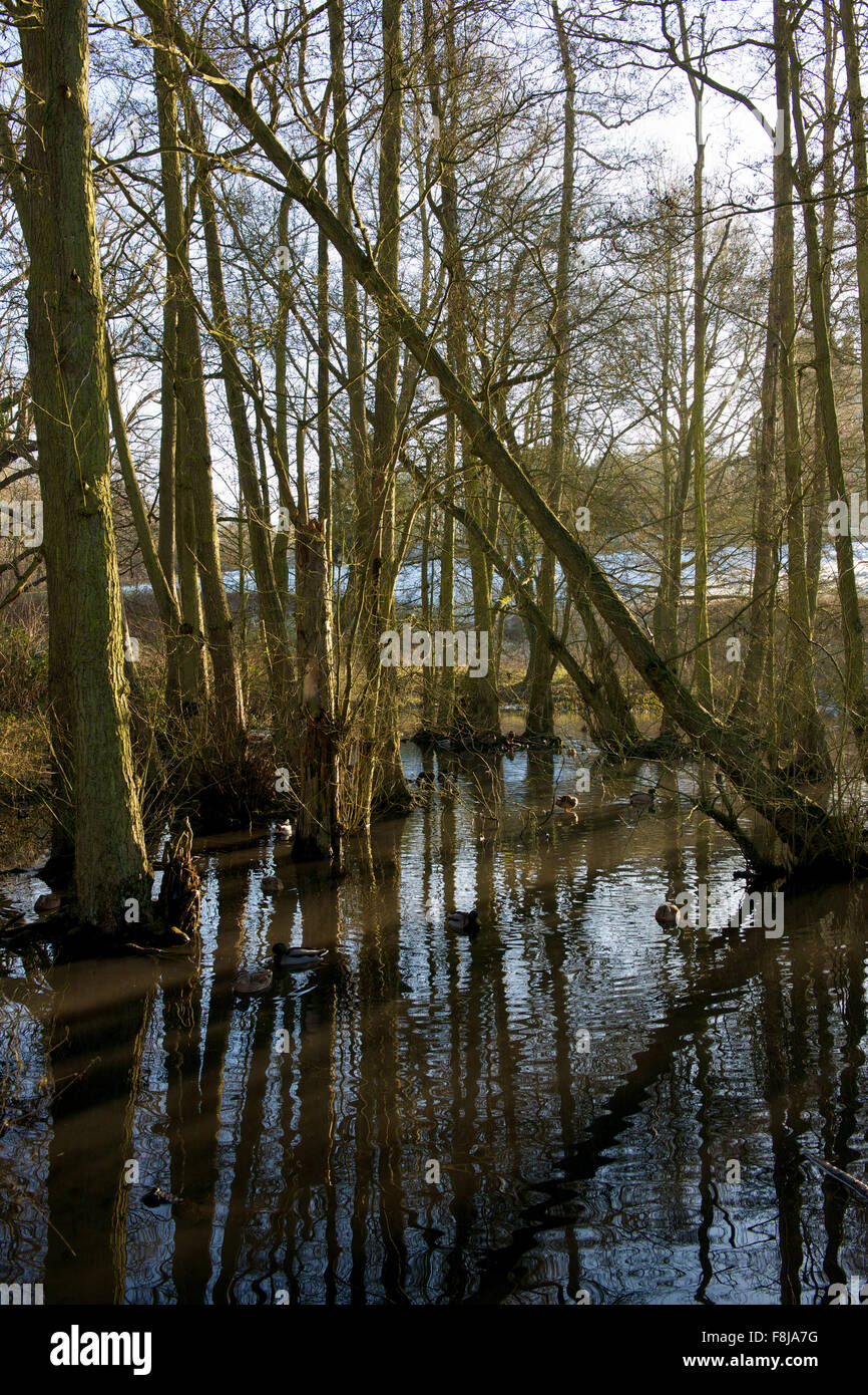 Una scena invernale sul lago all'East Carlton Park Foto Stock
