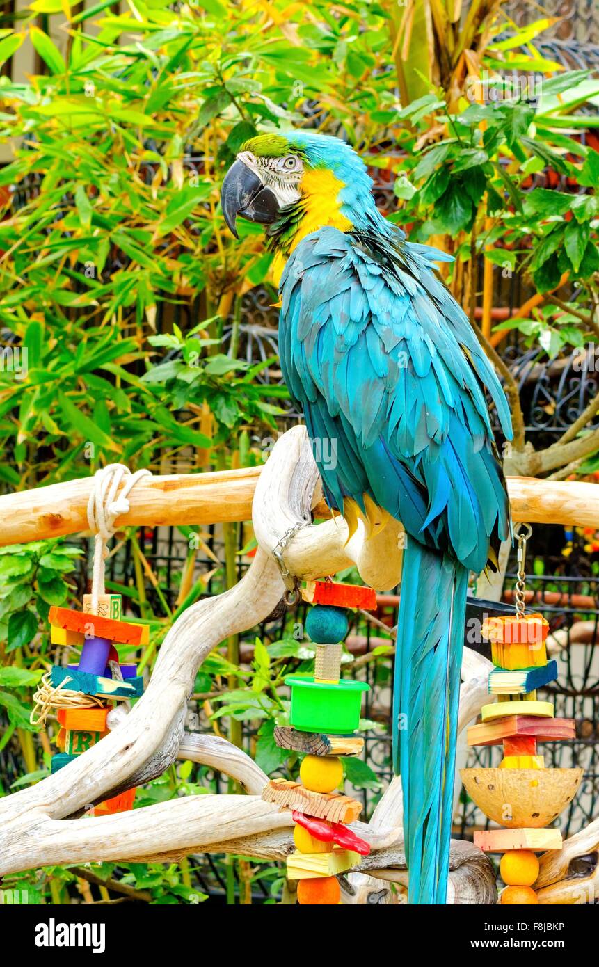 Una bella long-tailed blu-giallo Macaw (Ara ararauna), noto anche come il blu e oro di Macao, in piedi su un ramo di albero. Foto Stock